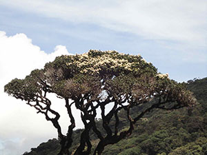 Pidurutalagala Mountain peak and vicinity
